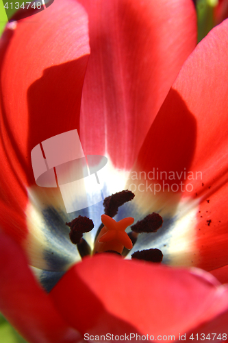 Image of Colorful tulips in spring