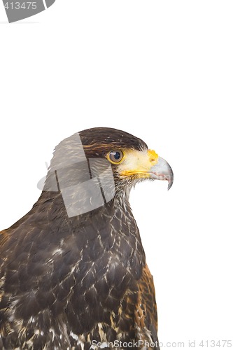 Image of eagle hawk predatory bird