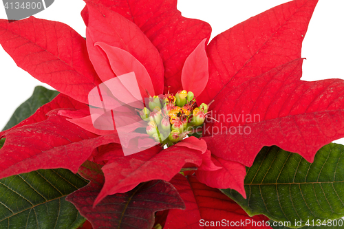 Image of christmas flower red Poinsettia