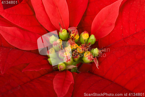 Image of christmas flower red Poinsettia