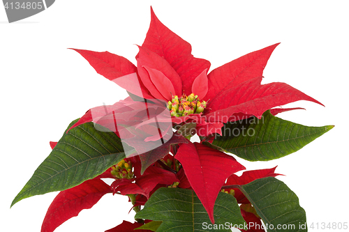 Image of christmas flower red Poinsettia