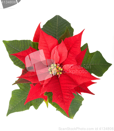 Image of christmas flower red Poinsettia