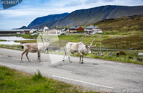 Image of Reindeer