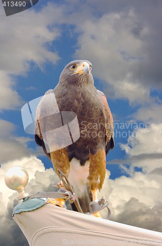 Image of eagle hawk predatory bird