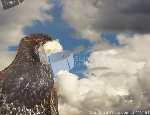 Image of eagle hawk predatory bird