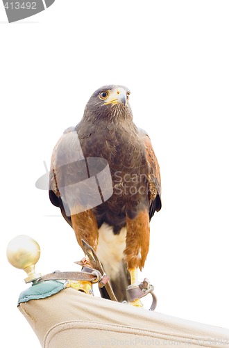 Image of eagle hawk predatory bird