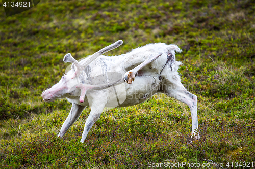 Image of Reindeer