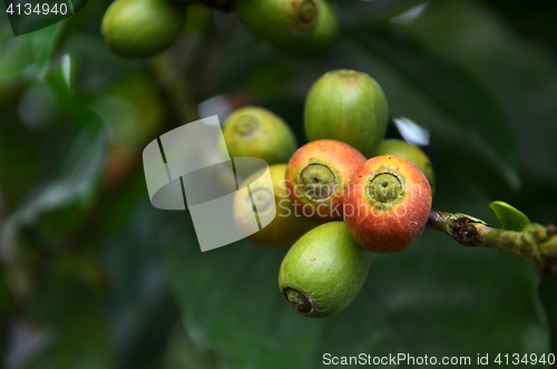 Image of Fresh coffee seeds on coffee tree