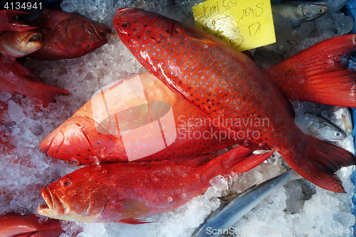 Image of Blacktip grouper or Red banded grouper