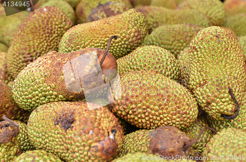 Image of Cempedak or Artocarpus Integer