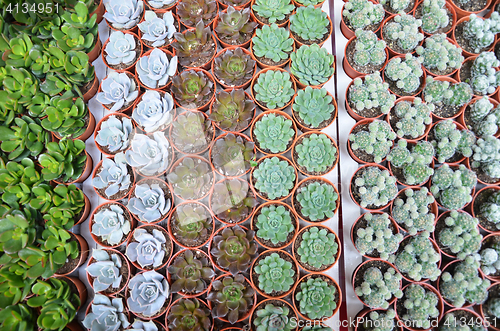 Image of Group of small cactus in the pot