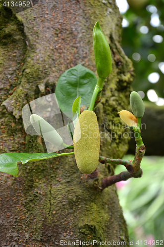 Image of Little fresh jackfruit on the tree
