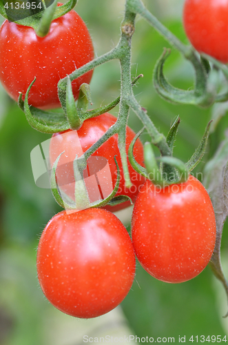 Image of Fresh red tomatoes