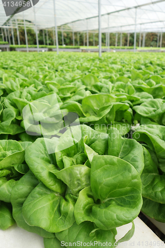 Image of Commercial greenhouse soilless cultivation of vegetables