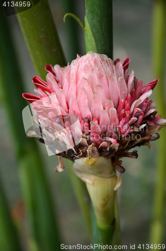 Image of Red Torch Ginger flower blossom