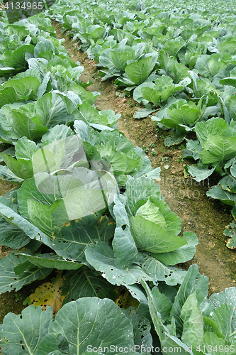 Image of Rows of grown cabbages in Cameron Highland