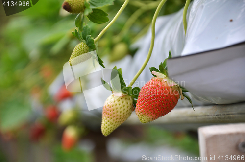 Image of Fresh strawberries that are grown in greenhouses