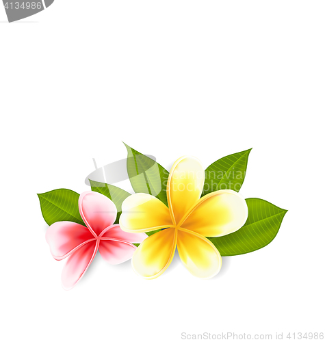 Image of Pink and yellow frangipani (plumeria), exotic flowers isolated o