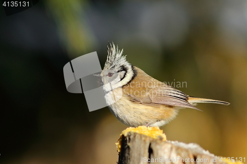 Image of beautiful crested tit