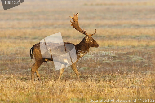 Image of beautiful wild fallow deer buck