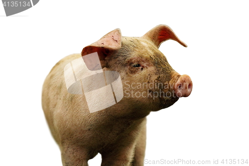 Image of closeup of domestic pig over white