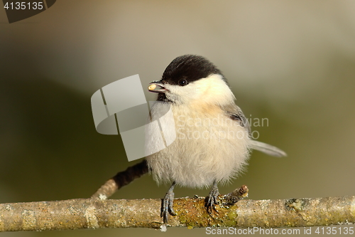 Image of coal tit on twig