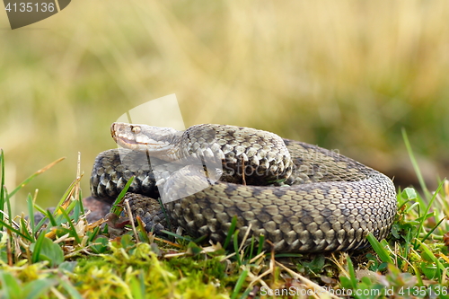 Image of common viper basking on meadow