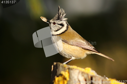 Image of crested tit eating sunflower seed