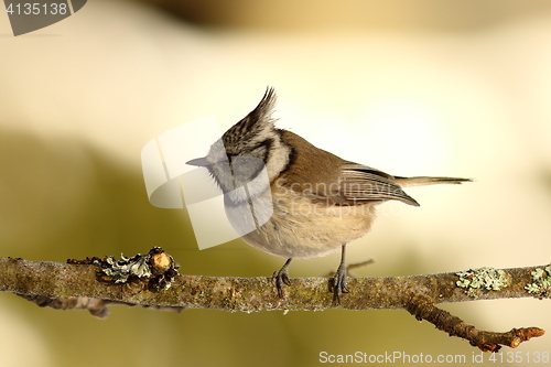 Image of crested tit perched on small twig