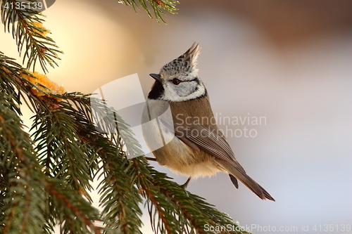 Image of crested tit sitting on fir tree