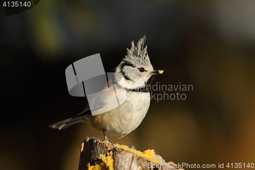 Image of curious crested tit