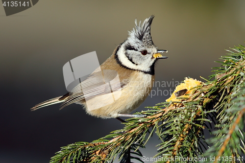 Image of cute crested tit