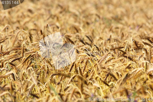 Image of detail of wheat agricultural field