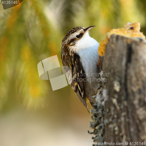 Image of eurasian treecreeper on stump