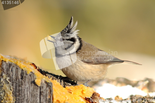 Image of european crested tit eating lard in the garden