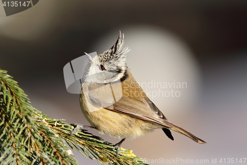 Image of european crested tit on spruce branch