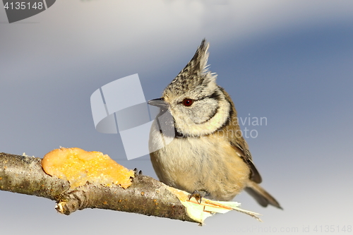 Image of european crested tit