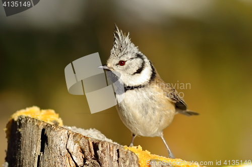 Image of funny european crested tit