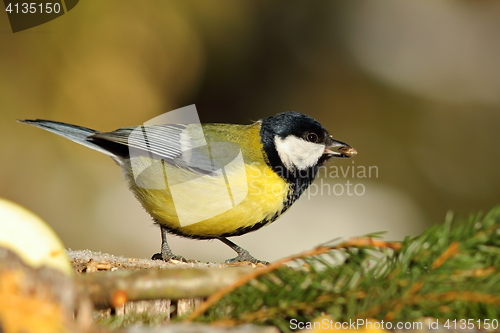 Image of great tit at birdfeeder