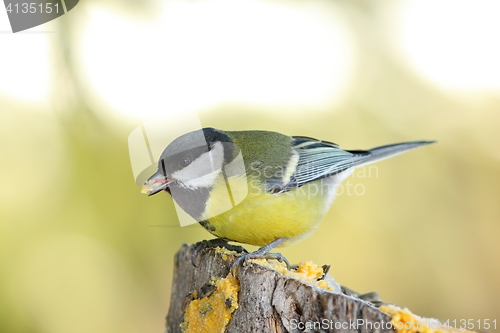 Image of great tit on wooden stump