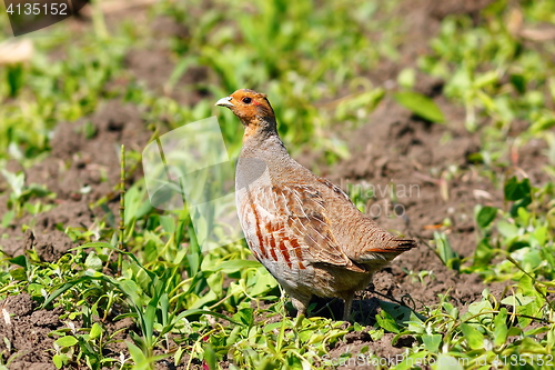 Image of grey partrigdge on plowed land