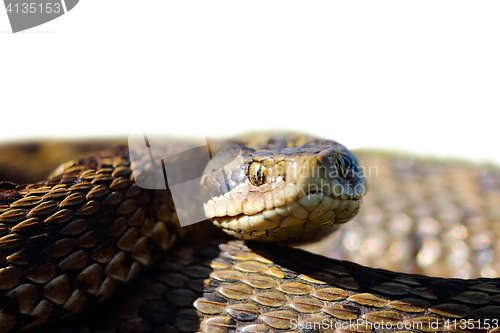 Image of head of meadow viper with place for your text