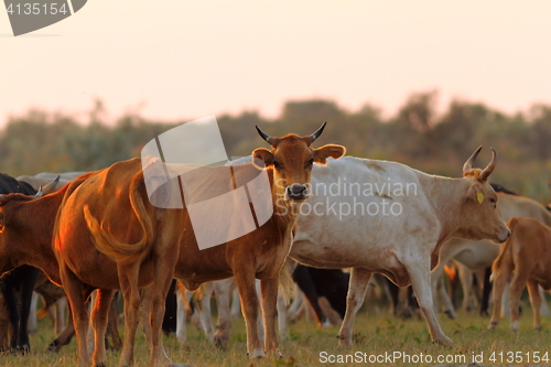 Image of herd of cattle in sunset light