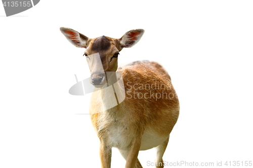 Image of isolated fallow deer hind