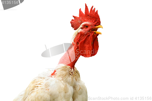 Image of isolated portrait of shaggy white rooster