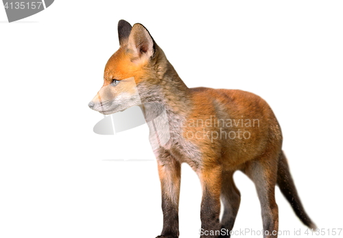 Image of isolated young european fox