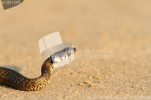 Image of juvenile grass snake closeup