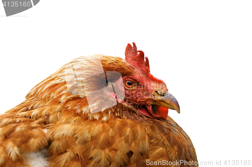 Image of portrait of beige hen over white