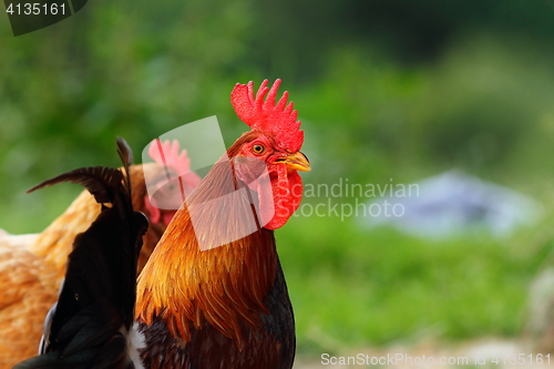 Image of portrait of colorful rooster at the farm