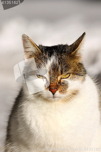 Image of portrait of domestic cat